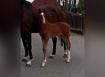 Westfaal, Merrie, , 172 cm, Donkere-vos