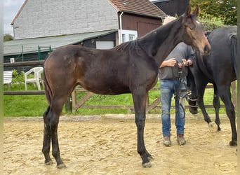 Westfaal, Merrie, veulen (03/2023), 175 cm, Donkerbruin