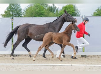 Westfaal, Merrie, veulen (05/2024), Brauner