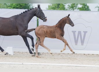 Westfaal, Merrie, veulen (05/2024), Brauner