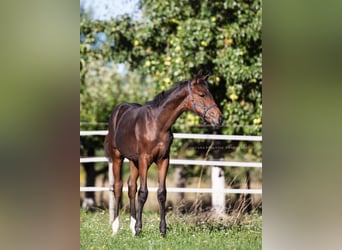 Westfaal, Merrie, Veulen (05/2025), Bruin