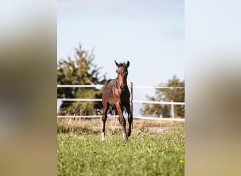 Westfaal, Merrie, Veulen (05/2025), Bruin