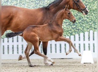 Westfaal, Merrie, Veulen (04/2026), Bruin