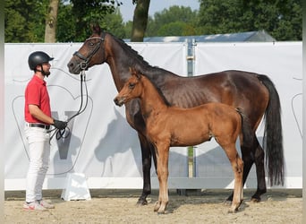 Westfaal, Merrie, veulen (06/2024), Bruin