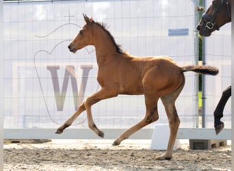 Westfaal, Merrie, veulen (06/2024), Bruin