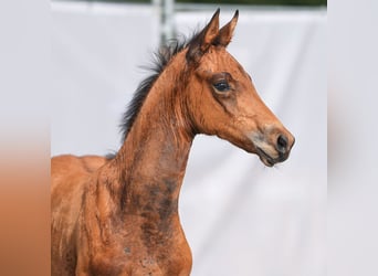 Westfaal, Merrie, veulen (06/2024), Bruin