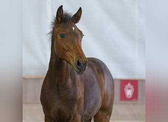 Westfaal, Merrie, Veulen (01/2026), Bruin