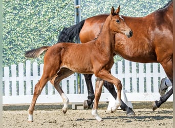 Westfaal, Merrie, Veulen (05/2026), Bruin