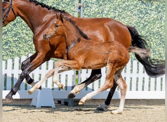 Westfaal, Merrie, Veulen (05/2026), Bruin