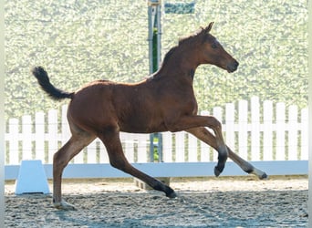 Westfaal, Merrie, Veulen (05/2026), Bruin