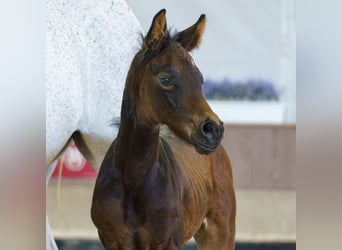 Westfaal, Merrie, Veulen (06/2026), Bruin