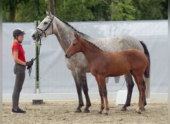 Westfaal, Merrie, veulen (04/2024), Bruin