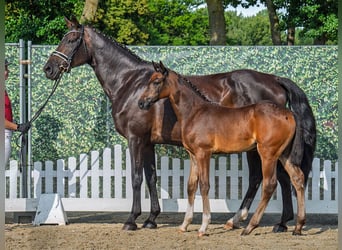 Westfaal, Merrie, Veulen (06/2025), Bruin