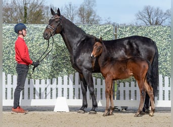 Westfaal, Merrie, Veulen (02/2026), Bruin