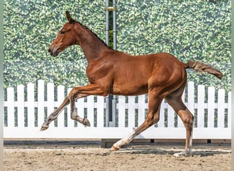 Westfaal, Merrie, Veulen (05/2025), Bruin