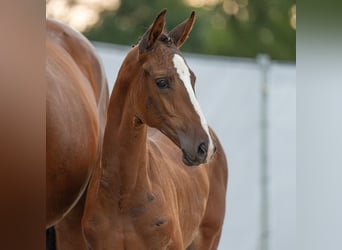 Westfaal, Merrie, veulen (06/2024), Bruin