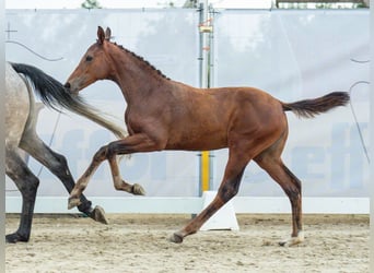 Westfaal, Merrie, veulen (04/2024), Bruin