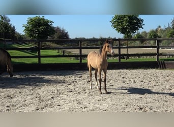 Westfaal, Merrie, Veulen (04/2026), Buckskin