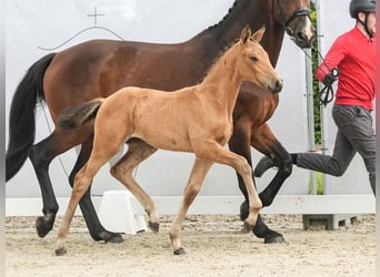 Westfaal, Merrie, veulen (04/2024), Buckskin