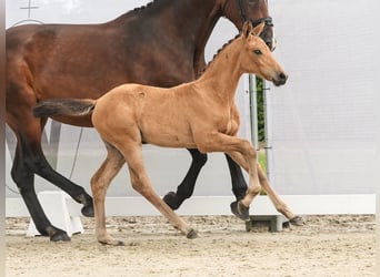 Westfaal, Merrie, veulen (04/2024), Buckskin