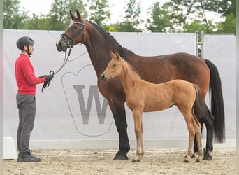 Westfaal, Merrie, veulen (04/2024), Buckskin