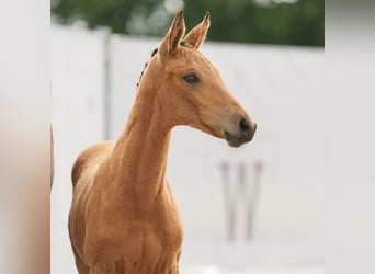 Westfaal, Merrie, veulen (04/2024), Buckskin