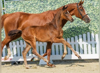 Westfaal, Merrie, Veulen (04/2026), Donkerbruin
