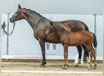 Westfaal, Merrie, veulen (04/2024), Donkerbruin