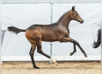 Westfaal, Merrie, veulen (04/2024), Donkerbruin