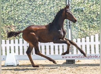 Westfaal, Merrie, Veulen (05/2025), Donkerbruin