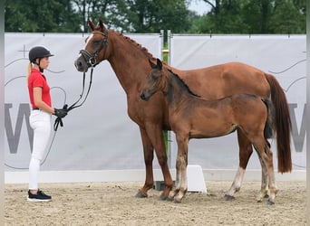 Westfaal, Merrie, veulen (06/2024), Donkerbruin