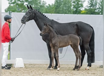 Westfaal, Merrie, veulen (05/2024), Donkerbruin