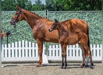 Westfaal, Merrie, Veulen (05/2025), Donkerbruin