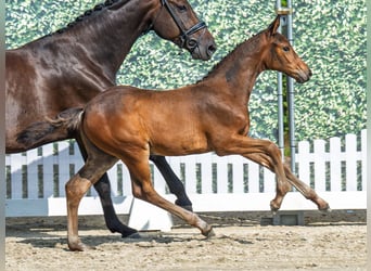 Westfaal, Merrie, Veulen (06/2025), Donkerbruin
