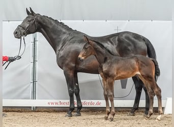 Westfaal, Merrie, veulen (05/2024), Donkerbruin