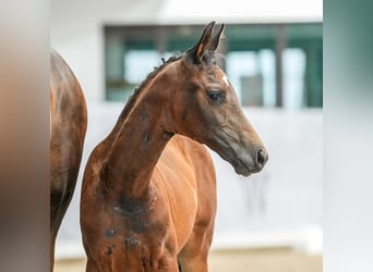 Westfaal, Merrie, veulen (04/2024), Donkerbruin