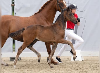 Westfaal, Merrie, veulen (06/2024), Donkerbruin