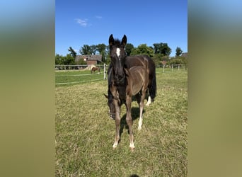 Westfaal, Merrie, Veulen (04/2025), Donkerbruin