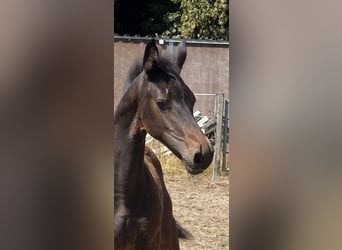 Westfaal, Merrie, Veulen (05/2026), Donkerbruin