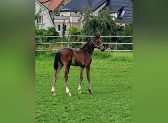 Westfaal, Merrie, veulen (06/2024), Donkerbruin