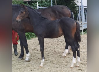 Westfaal, Merrie, veulen (06/2024), Donkerbruin