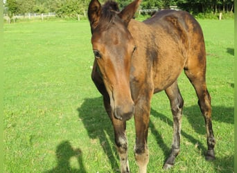 Westfaal, Merrie, veulen (05/2023), Donkerbruin