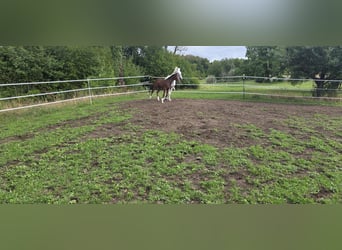 Westfaal, Merrie, Veulen (05/2026), Donkerbruin