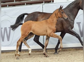 Westfaal, Merrie, veulen (04/2024), Donkerbruin