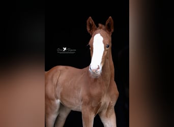 Westfaal, Merrie, Veulen (05/2025), Donkere-vos