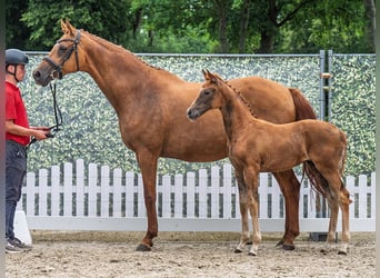 Westfaal, Merrie, Veulen (04/2025), Donkere-vos