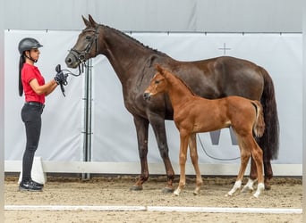 Westfaal, Merrie, veulen (06/2024), Donkere-vos