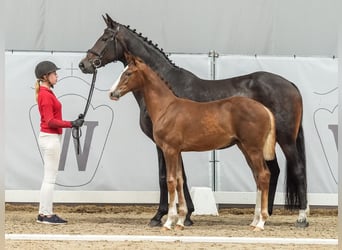 Westfaal, Merrie, veulen (03/2024), Donkere-vos