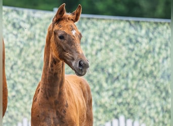 Westfaal, Merrie, Veulen (04/2025), Donkere-vos