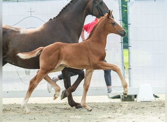 Westfaal, Merrie, veulen (05/2024), Donkere-vos